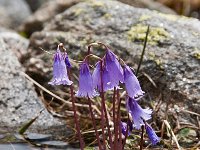 Soldanella alpina 70, Saxifraga-Luuk Vermeer