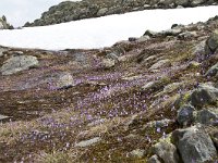 Soldanella alpina 71, Saxifraga-Luuk Vermeer