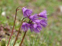 Soldanella alpina 75, Saxifraga-Luuk Vermeer