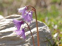 Soldanella alpina 76, Saxifraga-Luuk Vermeer