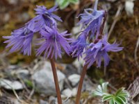 Soldanella alpina 8, Saxifraga-Willem van Kruijsbergen