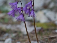 Soldanella alpina 9, Saxifraga-Willem van Kruijsbergen