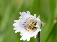 Soldanella minima 11, Saxifraga-Sonja Bouwman  Dwergkwastjesbloem - Soldanella minima - Primulaceae familie