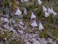 Soldanella minima 14, Saxifraga-Luuk Vermeer