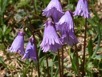 Soldanella pusilla 25, Saxifraga-Harry Jans