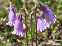 Soldanella pusilla 26, Saxifraga-Harry Jans