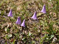 Soldanella pusilla 27, Saxifraga-Harry Jans