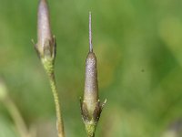 Soldanella pusilla 30, Saxifraga-Sonja Bouwman  Kleine kwastjesbloem - Soldanella pusilla - Primulaceae familie; Alp Trider (Zw)