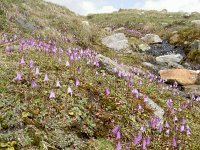 Soldanella pusilla 31, Saxifraga-Luuk Vermeer