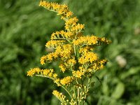 Solidago gigantea 24, Late guldenroede, Saxifraga-Sonja Bouwman