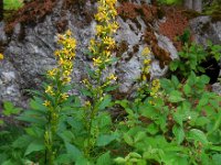 Solidago virgaurea 10, Echte guldenroede, Saxifraga-Ed Stikvoort