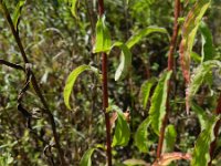 Solidago virgaurea 11, Echte guldenroede, Saxifraga-Rutger Barendse