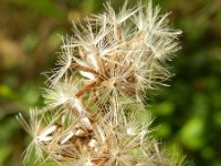 Solidago virgaurea 12, Echte guldenroede, Saxifraga-Rutger Barendse