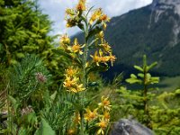 Solidago virgaurea 13, Echte guldenroede, Saxifraga-Ed Stikvoort