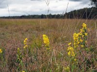 Solidago virgaurea 14, Echte guldenroede, Saxifraga-Hans Dekker