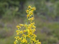 European goldenrod (Solidago virgaurea) flowering  European goldenrod (Solidago virgaurea) flowering : close-up, closeup, flora, floral, flower, flowers, growth, natural, nature, yellow, European goldenrod, flowering, Solidago virgaurea, goldenrod, woundwort, in flower, bloom, blooming, in bloom, botany, summer, summertime, outside, outdoor, outdoors, nobody, no people, Netherlands, Europe, many, petal, petals, flowerhead, wildflower