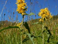 Solidago virgaurea 17, Echte guldenroede, Saxifraga-Ed Stikvoort