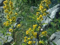 Solidago virgaurea 22, Echte guldenroede, Saxifraga-Jan van der Straaten