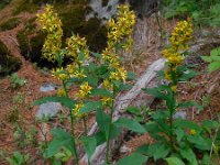 Solidago virgaurea 6, Echte guldenroede, Saxifraga-Ed Stikvoort