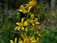 Solidago virgaurea 7, Echte guldenroede, Saxifraga-Ed Stikvoort