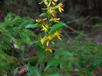 Solidago virgaurea 8, Echte guldenroede, Saxifraga-Ed Stikvoort