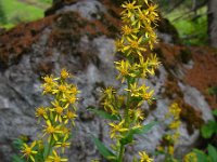 Solidago virgaurea 9, Echte guldenroede, Saxifraga-Ed Stikvoort