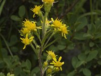 Solidago virgaurea ssp minuta 1, Saxifraga-Willem van Kruijsbergen