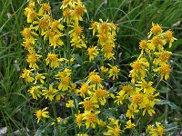 Solidago virgaurea ssp minuta 16, Saxifraga-Harry Jans