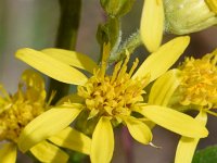 Solidago virgaurea ssp minuta 19, Echte guldenroede, Saxifraga-Sonja Bouwman  Solidago virgaurea ssp. minuta - Asteraceae familie; Veysonnaz, grote St Bernard pas, Alp Trider (Zw)