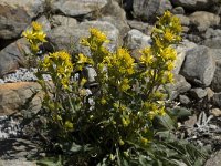 Solidago virgaurea ssp minuta 5, Saxifraga-Willem van Kruijsbergen