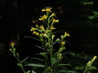 Solidago virgaurea ssp virgaurea 2,  Echte guldenroede, Saxifraga-Marijke Verhagen