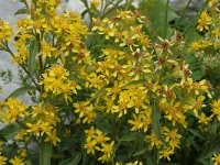 Solidago virgaurea ssp virgaurea 3, Echte guldenroede, Saxifraga-Jan van der Straaten