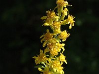 Solidago virgaurea ssp virgaurea 4, Echte guldenroede, Saxifraga-Jan van der Straaten