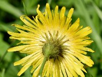 Sonchus arvensis 32, Akkermelkdistel, Saxifraga-Sonja Bouwman