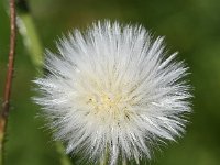 Sonchus arvensis 35, Akkermelkdistel, Saxifraga-Sonja Bouwman