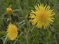 Sonchus arvensis 36, Akkermelkdistel, Saxifraga-Willem van Kruijsbergen