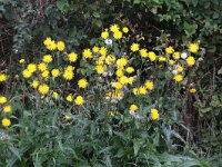 Sonchus arvensis 10, Akkermelkdistel, Saxifraga-Peter Meininger