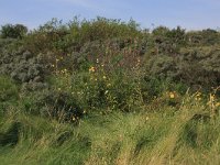 Sonchus arvensis 11, Akkermelkdistel, Saxifraga-Hans Boll