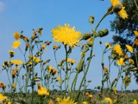 Sonchus arvensis 2, Akkermelkdistel, Saxifraga-Ed Stikvoort