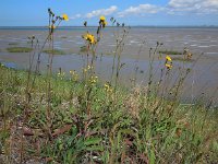 Sonchus arvensis 22, Akkermelkdistel, Saxifraga-Ed Stikvoort