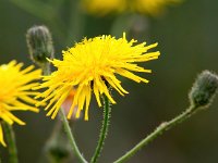 Sonchus arvensis 23, Akkermelkdistel, Saxifraga-Bart Vastenhouw