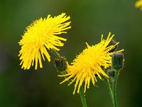 Sonchus arvensis 24, Akkermelkdistel, Saxifraga-Bart Vastenhouw