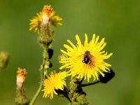 Sonchus arvensis 25, Akkermelkdistel, Saxifraga-Bart Vastenhouw