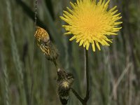 Sonchus arvensis 28, Akkermelkdistel, Saxifraga-Willem van Kruijsbergen