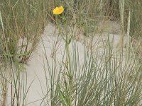 Sonchus arvensis 29, Akkermelkdistel, Saxifraga-Willem van Kruijsbergen