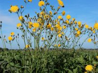 Sonchus arvensis 3, Akkermelkdistel, Saxifraga-Ed Stikvoort