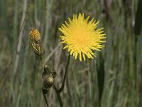 Sonchus arvensis 30, Akkermelkdistel, Saxifraga-Willem van Kruijsbergen