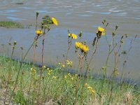 Sonchus arvensis 5, Akkermelkdistel, Saxifraga-Ed Stikvoort