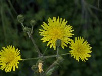 Sonchus arvensis 6, Akkermelkdistel, Saxifraga-Willem van Kruijsbergen