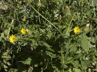 Sonchus arvensis 7, Akkermelkdistel, Saxifraga-Willem van Kruijsbergen